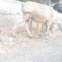 ۲تاالاغ نروماده ۲۴تومن