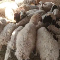 میش|حیوانات مزرعه|سیرجان, |دیوار
