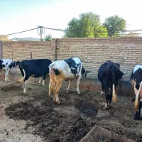پنج راس گاو با گوساله سیمنتال