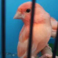 جوجه قناری عروسک