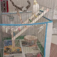 عروس هلندی با قفس مخصوص با وسایل کامل