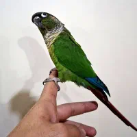 گرینچیک
