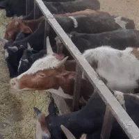 گوساله
