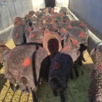 بره بندری