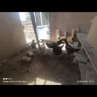 خروس و مرغ تخم گذار لاری 5عدد