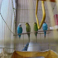 مرغ عشق و عروس هلندی