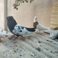 کبوتر