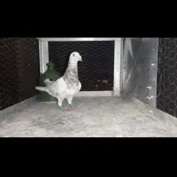 سرور دورگ شکار