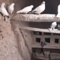 ۱۱۵عدد گبوتر نوک