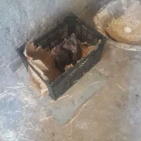 مرغ گلین کرک