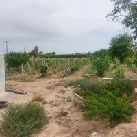 باغ-انگور