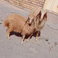 میش جوان با بره بزرگ و هیکلی سالم و خوش خوراک
