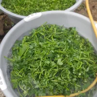 سبزیجات|خوردنی و آشامیدنی|خزل, |دیوار