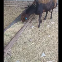 قوچ همو