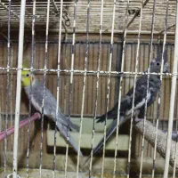 عروس هلندی
