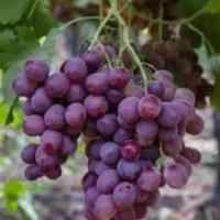 انگور فیلم بیدانه آبدار