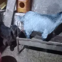 بزعاله و بره