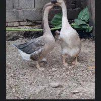 قوغاز