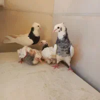ابلغ
