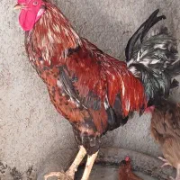 مرغ خروس