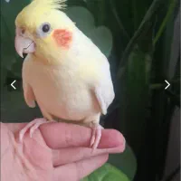لوتینو چشم شرابی یکساله
