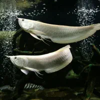 آکواریوم وماهی ترئینی فروشی (بوکان آکواریوم)