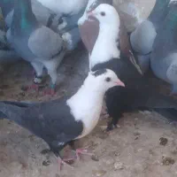 رنگی پلاکی المانی پرشی