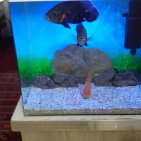 ماهی گوشت خوار اکواریوم