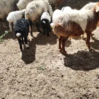 میش|حیوانات مزرعه|اقلید, |دیوار