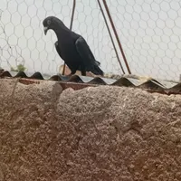 کفتر پریده