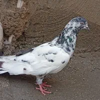 کبوترس|پرنده|خورموج, |دیوار