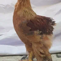 جفت مرغ و خروس ۳.۵ ماهه برهما بوف نایاب
