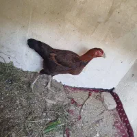 مرغ