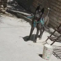سگ ژرمن
