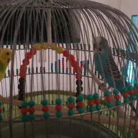 ۲ عدد مرغ عشق نر و ماده