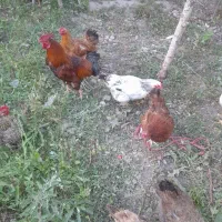 مرغ و خروس