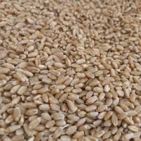 فروش ۵۰ کیلو گندم درجه یک