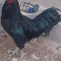 خروس فونیکس