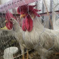 فروش خروس در بدره