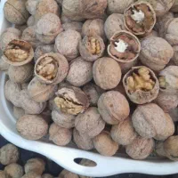 گردو|خوردنی و آشامیدنی|قم, هفت تیر|دیوار