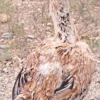لاری اصیل