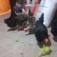 مرغ خانگی