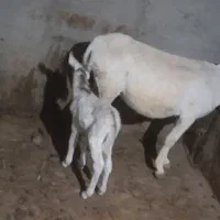 شیر خر