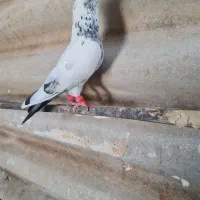 نروماده تهرانی