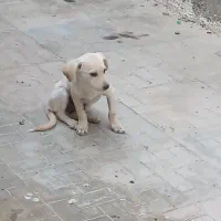 سگ پا کوتاه