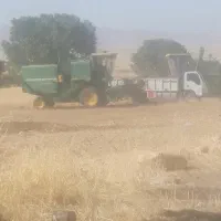 کاه گندم سفید وتمیز