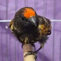 سهره گلبسر نر بخون یکساله سرکله دار سینه سیاه