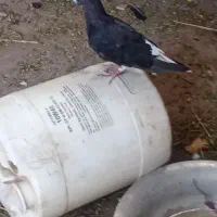 کفتر|پرنده|بم, |دیوار