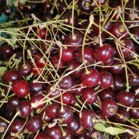 آلبالو تازه محلی
