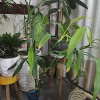 گل و گیاه
